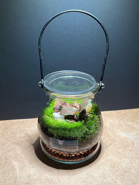 Terrarium 458