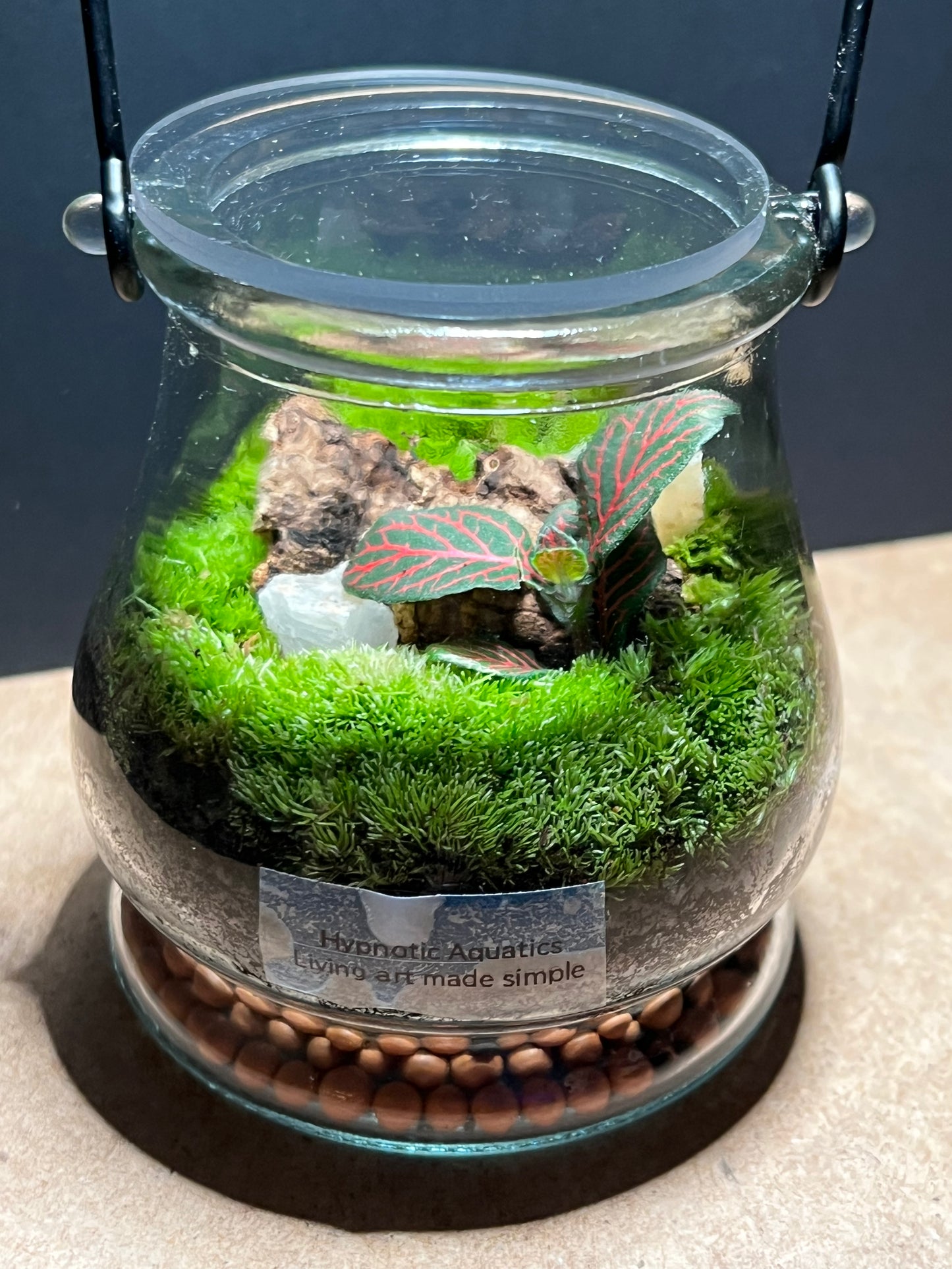 Terrarium 458