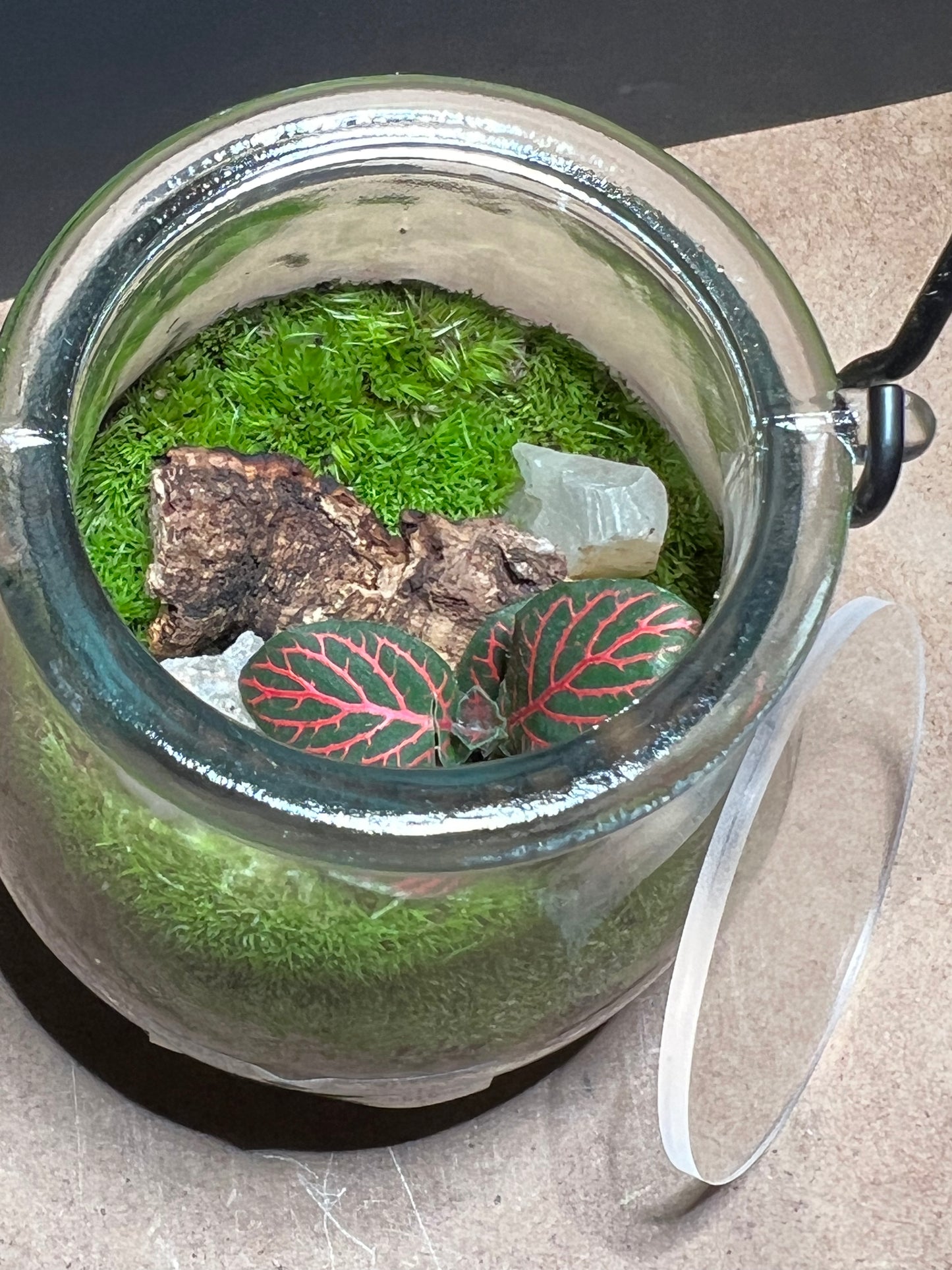 Terrarium 458