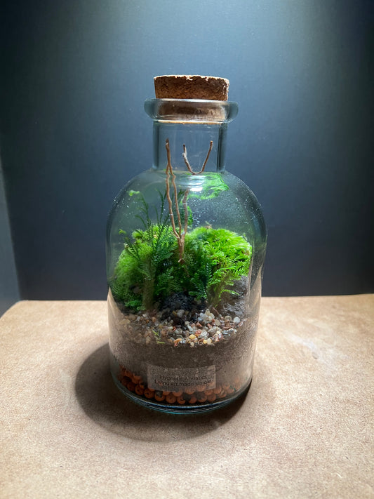 Terrarium 459