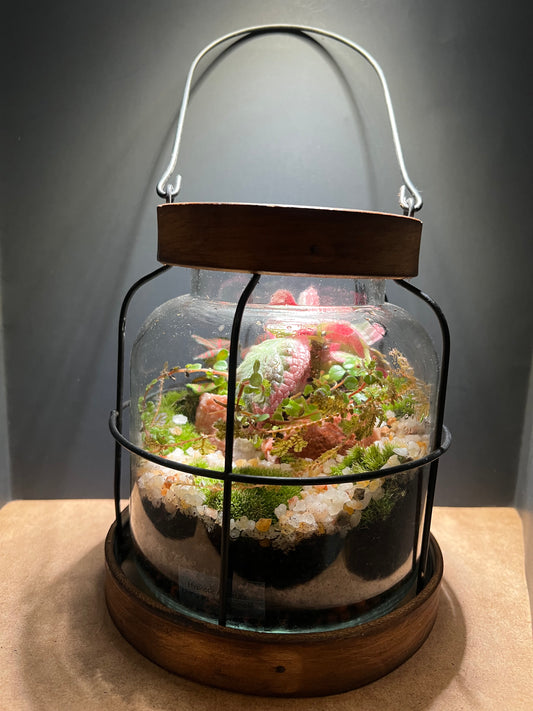 Terrarium 460
