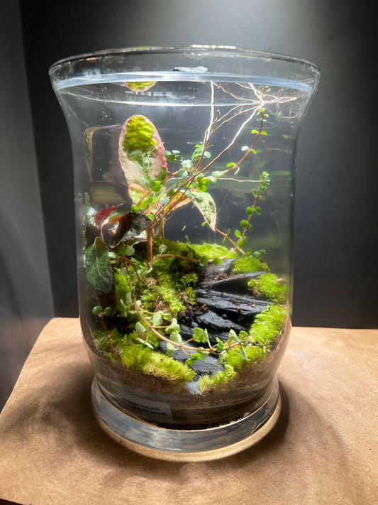 Terrarium 461