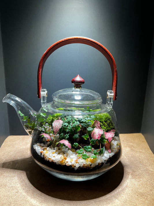 Terrarium 462