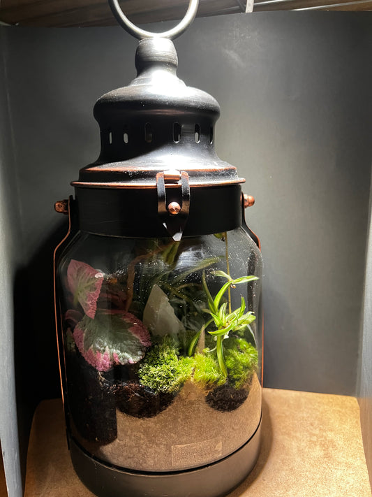 Terrarium 463