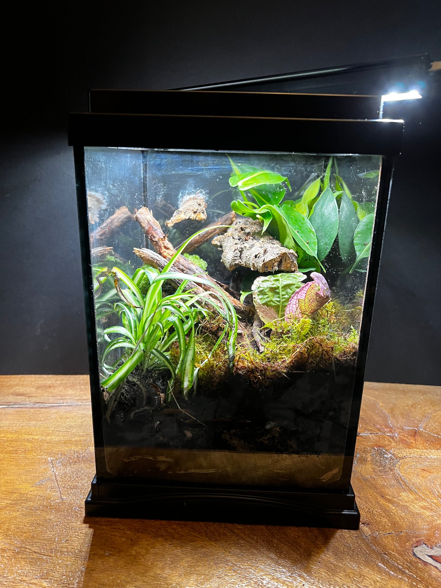 Terrarium 492 Habitat
