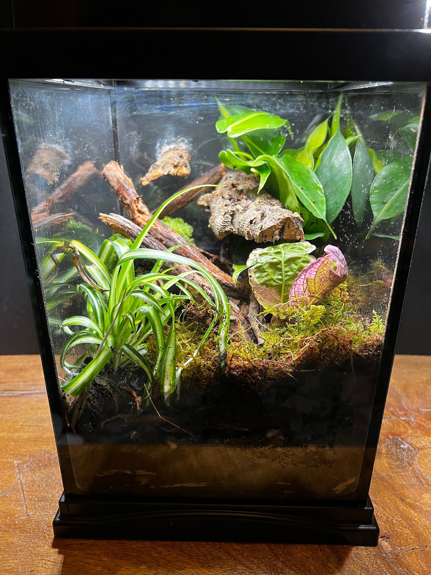 Terrarium 492 Habitat