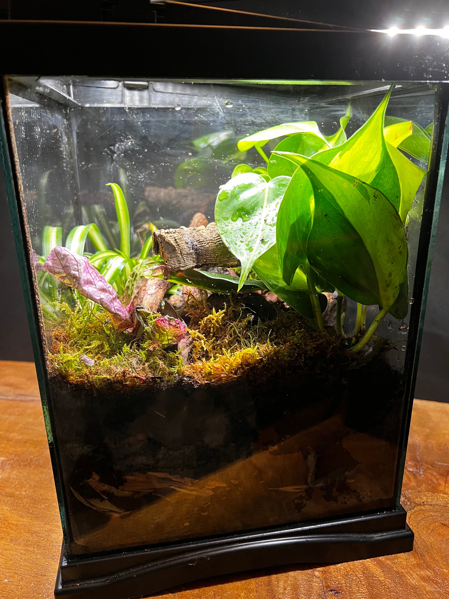 Terrarium 492 Habitat