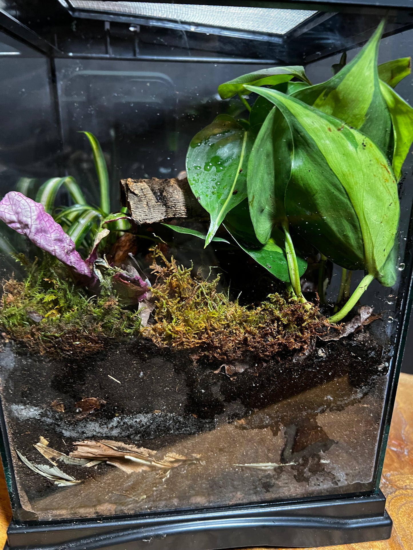 Terrarium 492 Habitat
