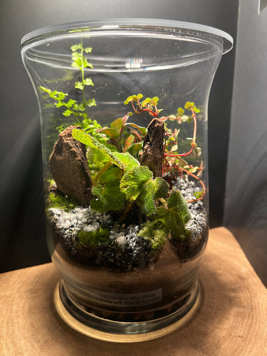 Terrarium 484