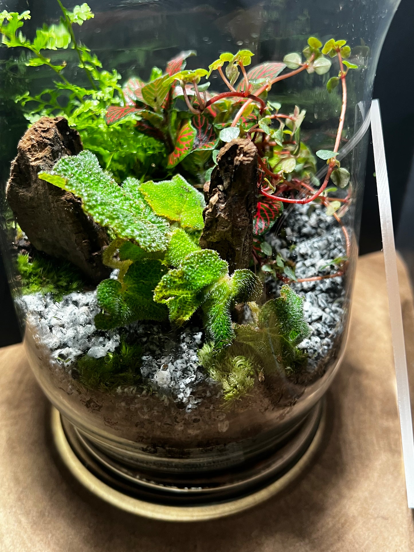 Terrarium 484