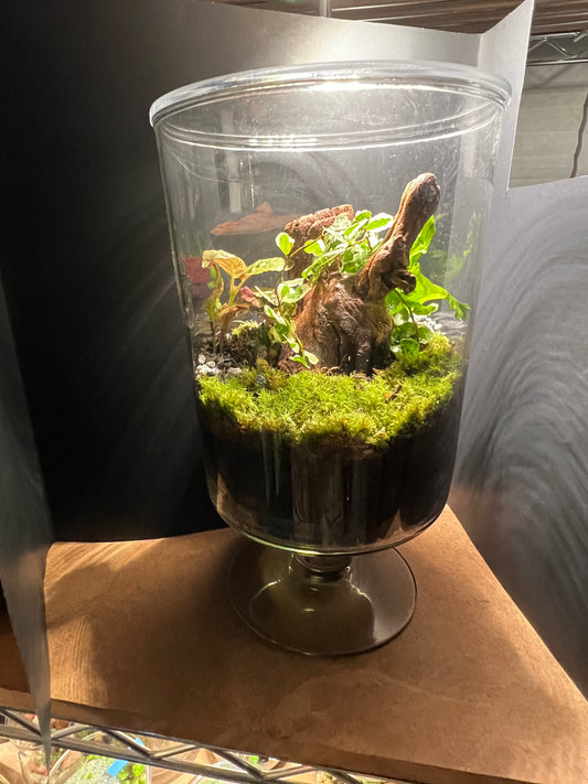Terrarium #139