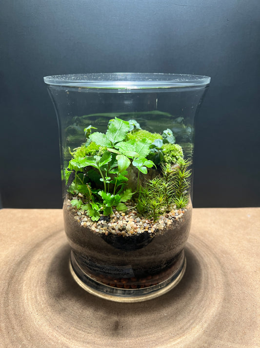 Terrarium 399