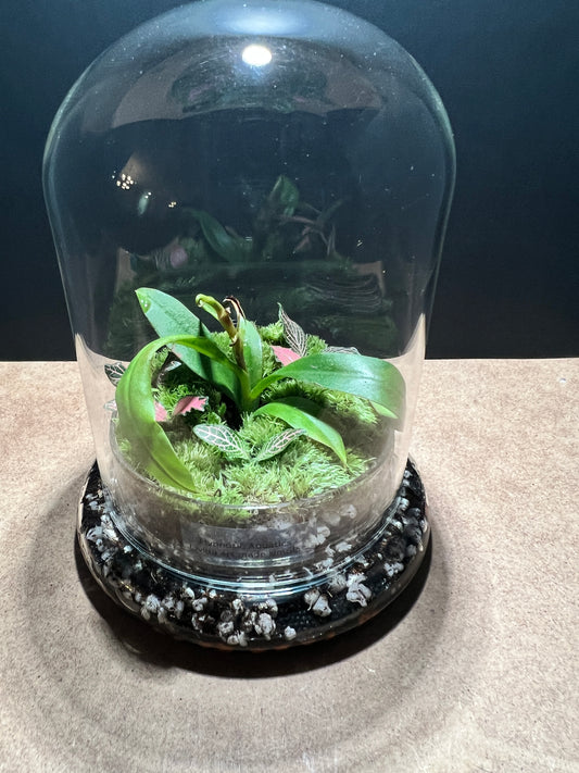 Terrarium 485