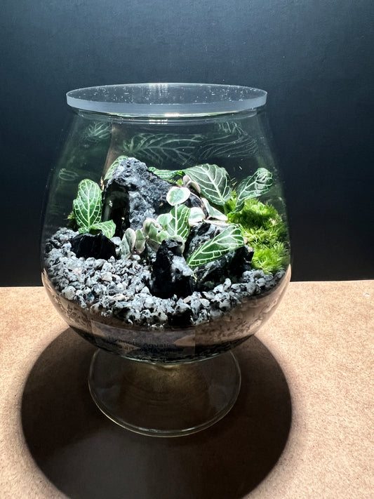 Terrarium 486