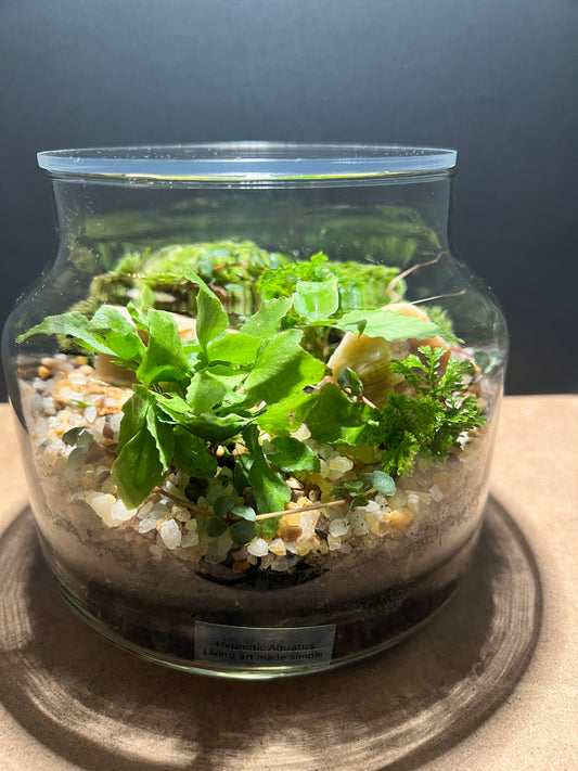 Terrarium 487