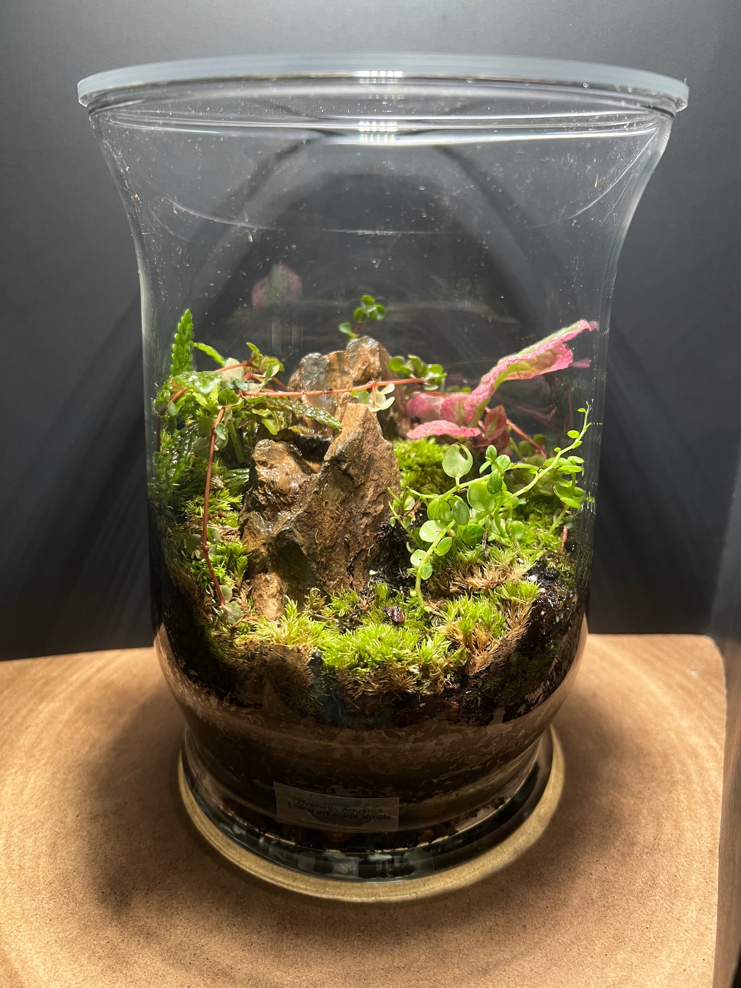 Terrarium 489