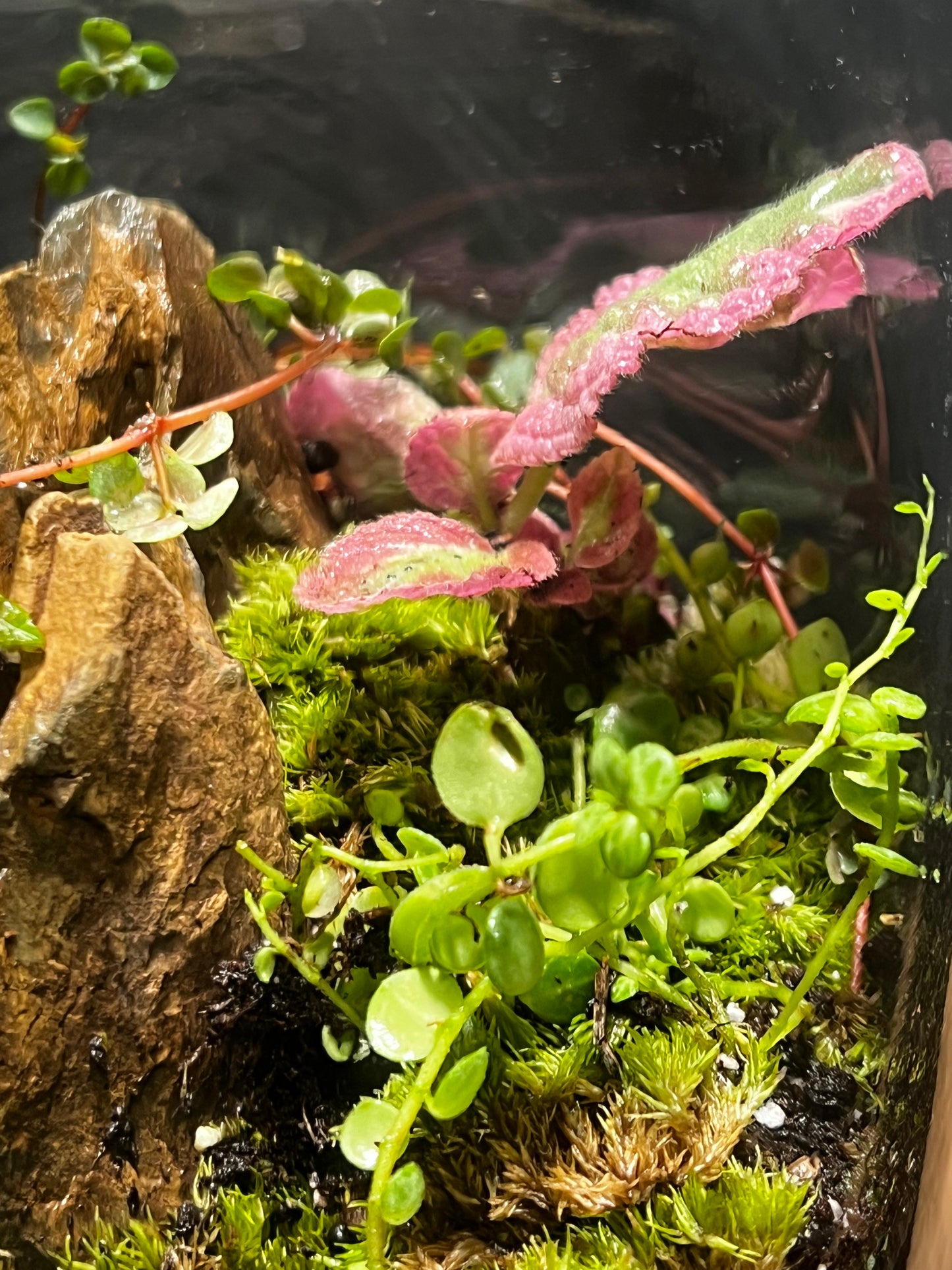 Terrarium 489