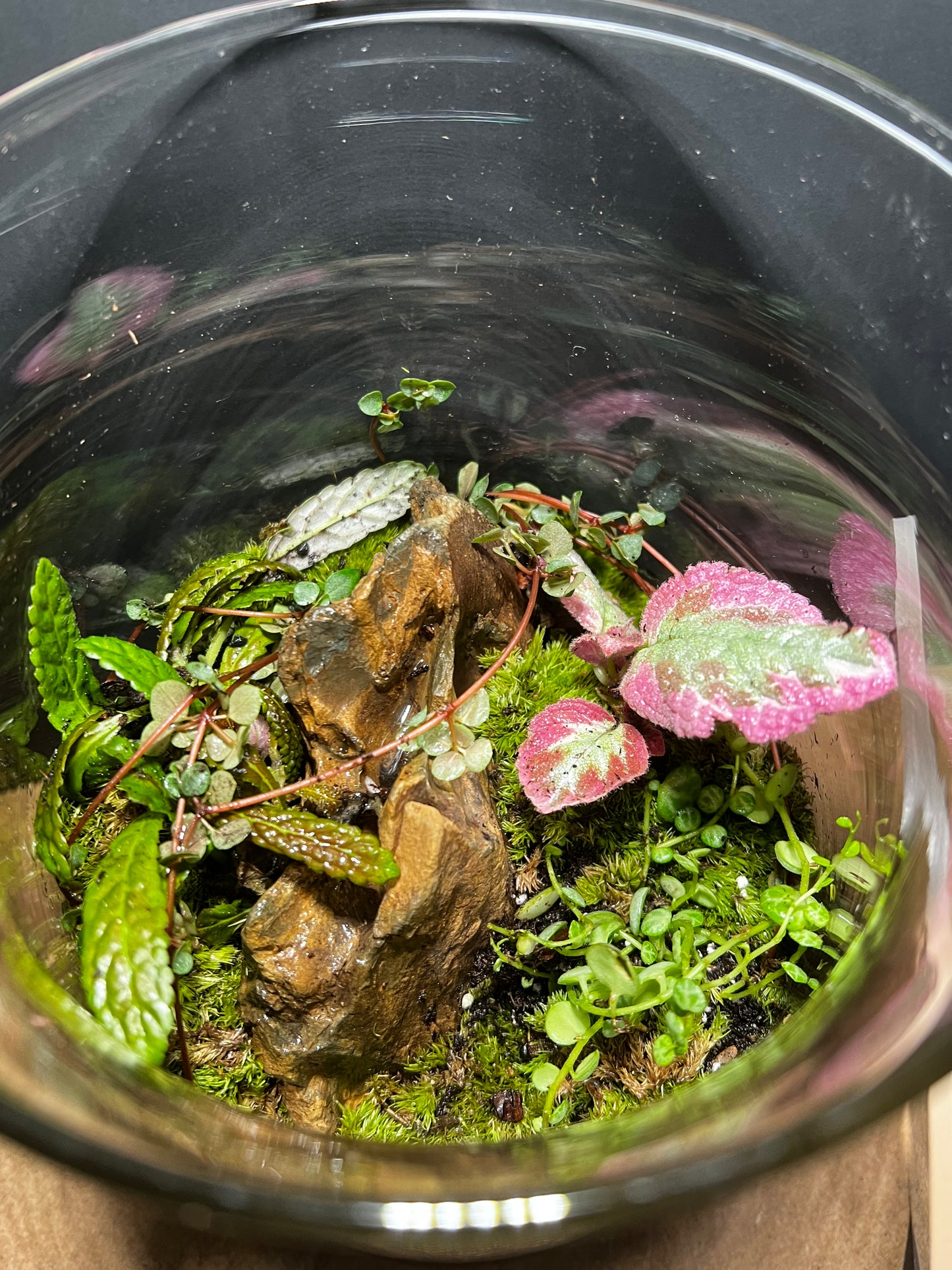 Terrarium 489