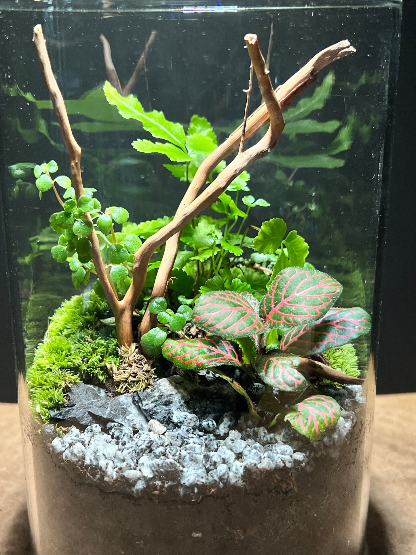 Terrarium 493