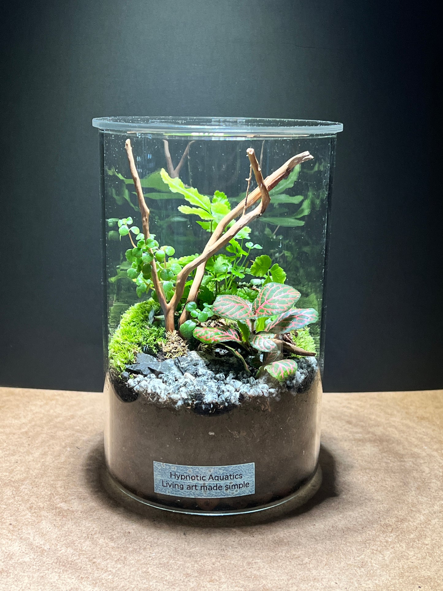 Terrarium 493