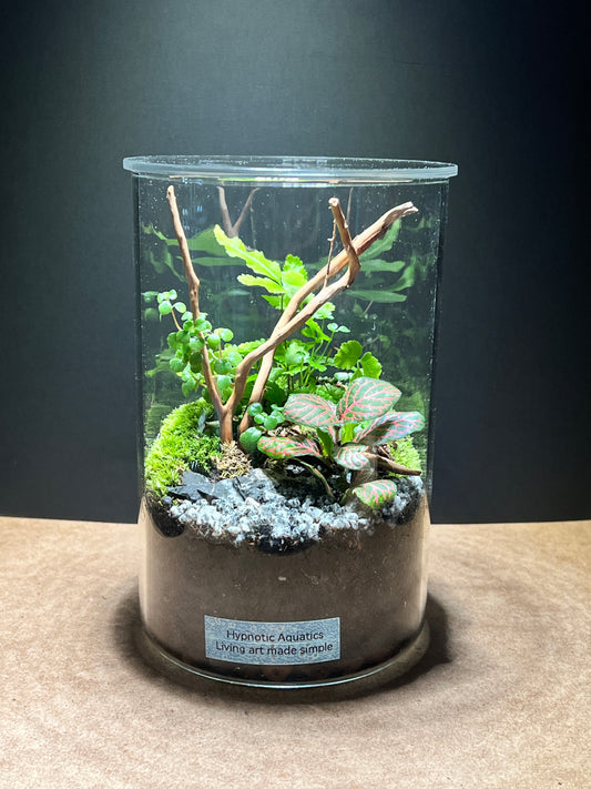 Terrarium 493