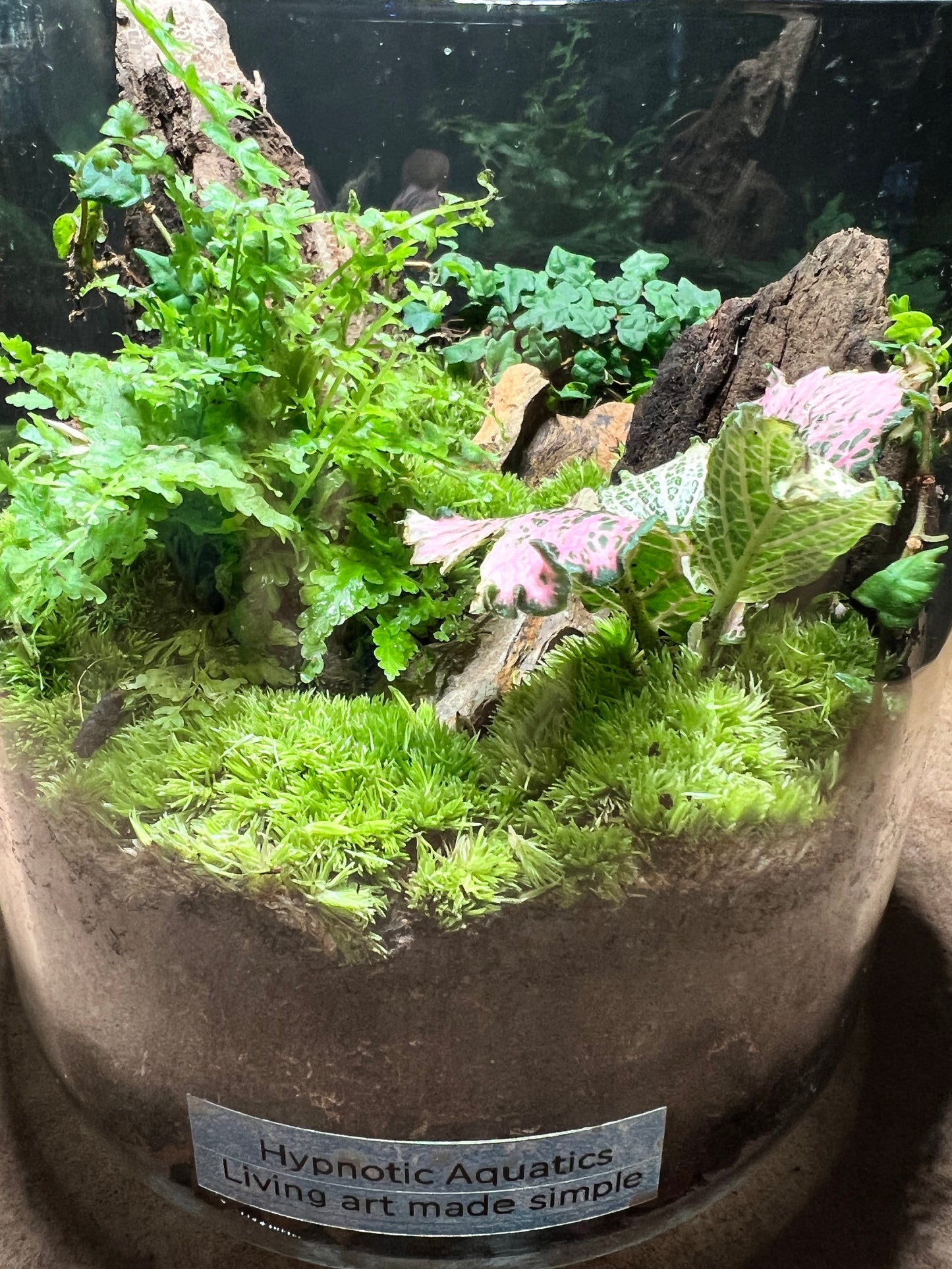 Terrarium 494