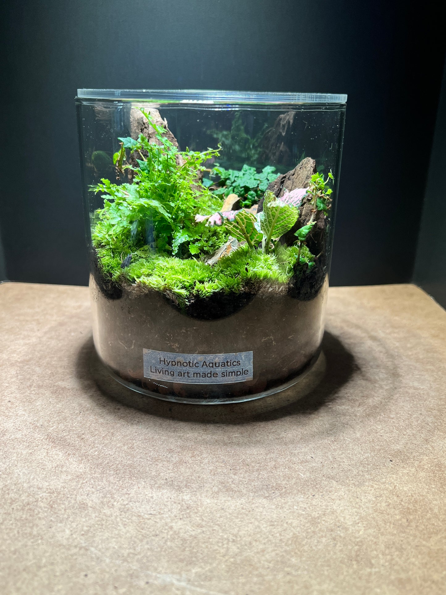 Terrarium 494