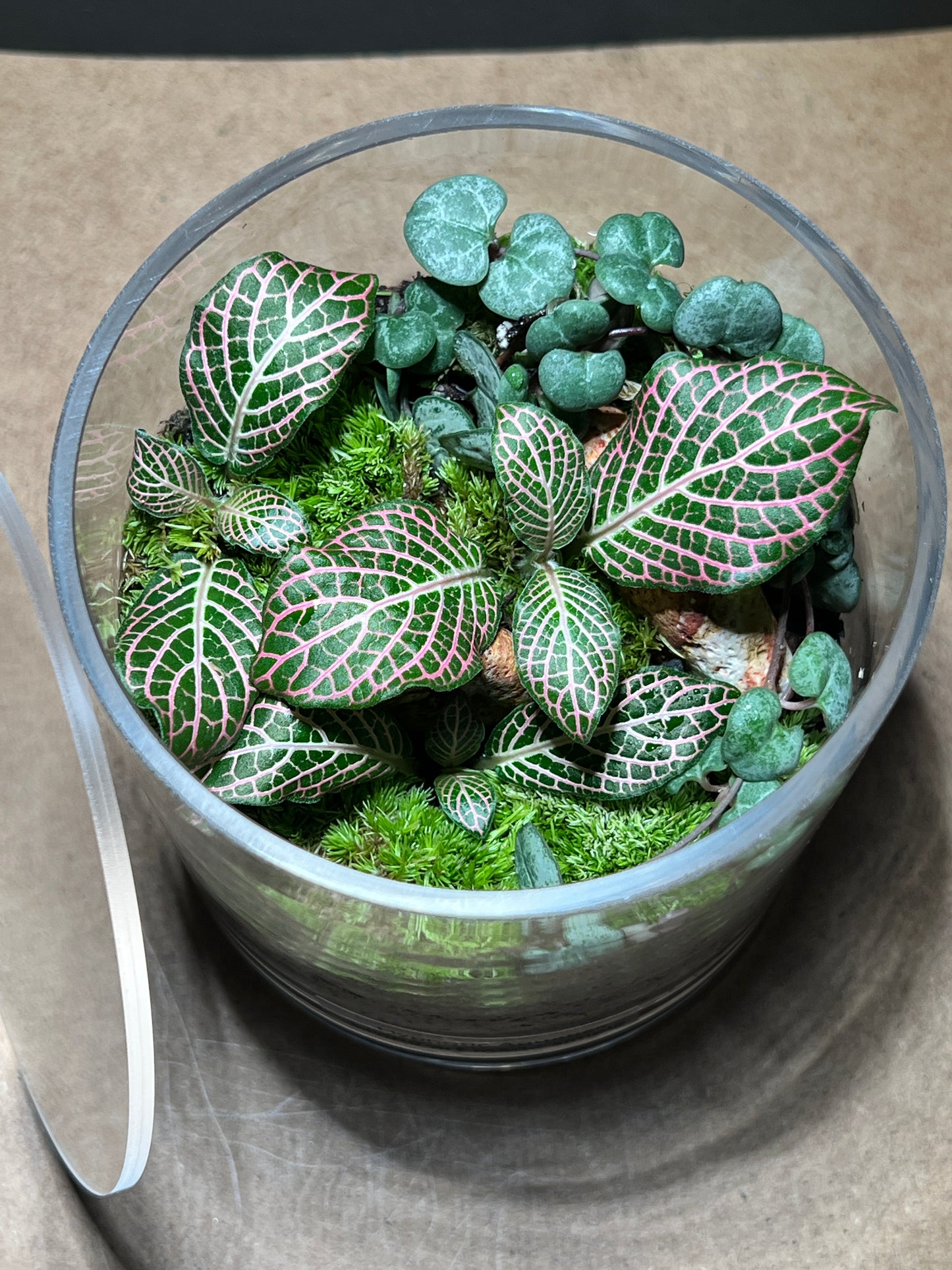 Terrarium 495