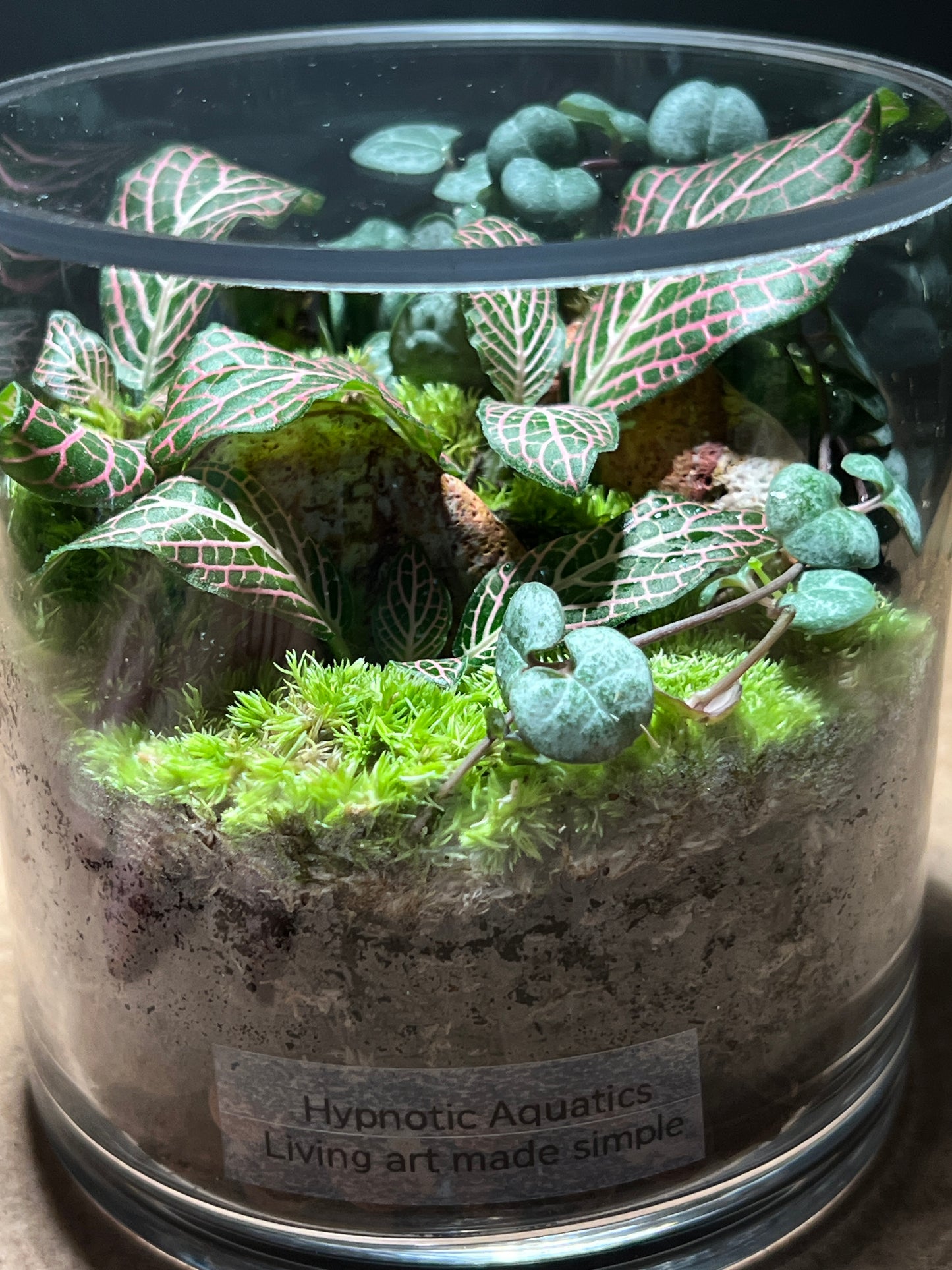 Terrarium 495
