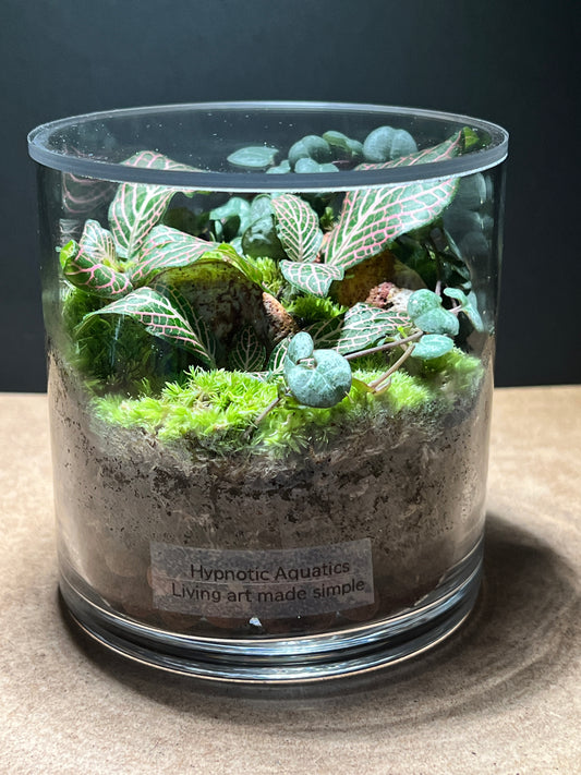 Terrarium 495