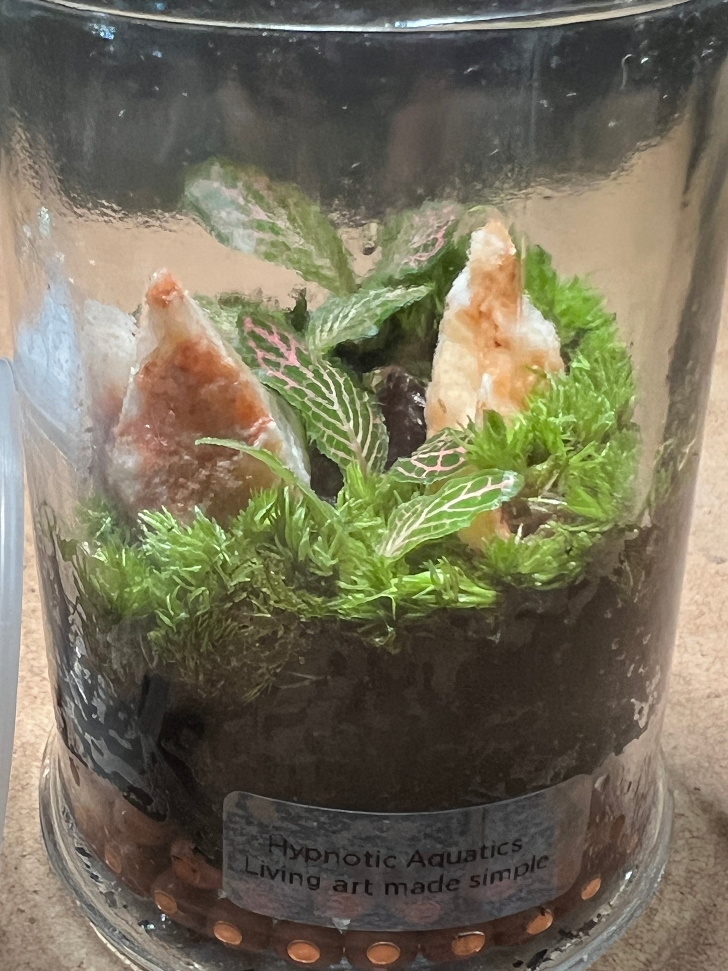 Terrarium 496