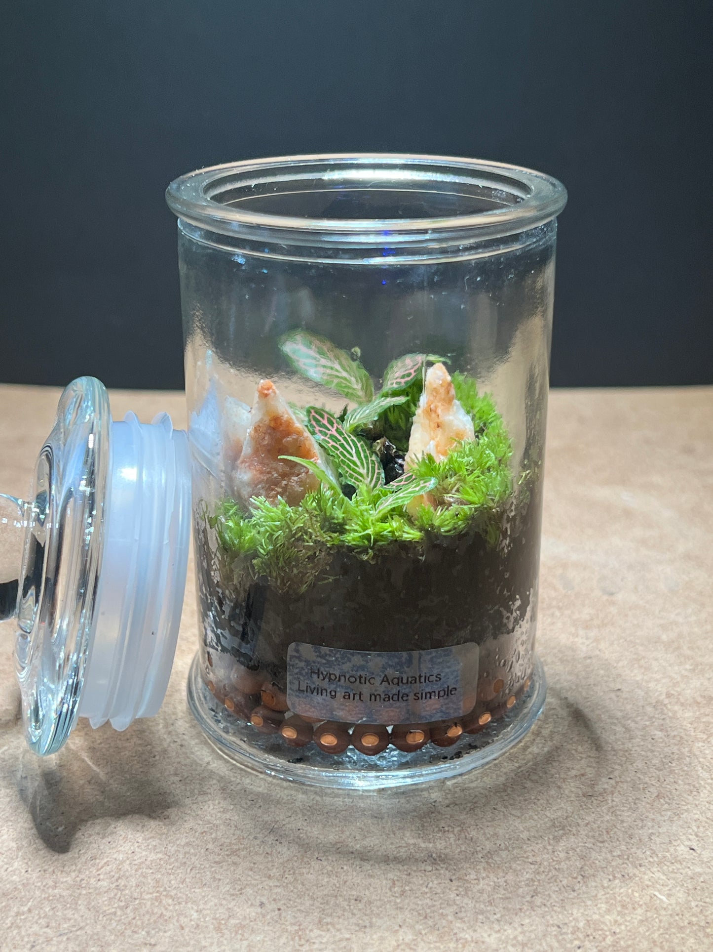 Terrarium 496