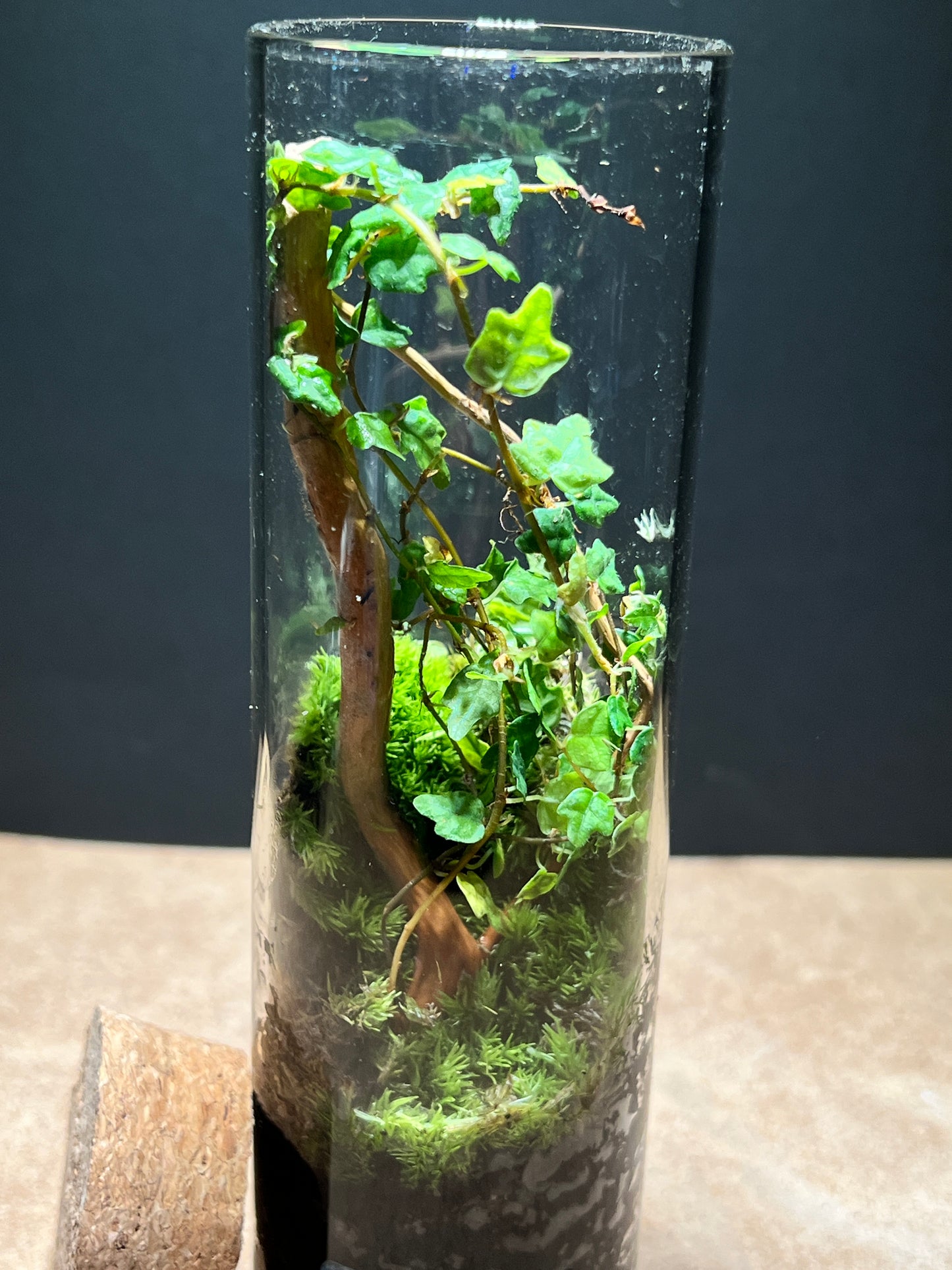 Terrarium 497