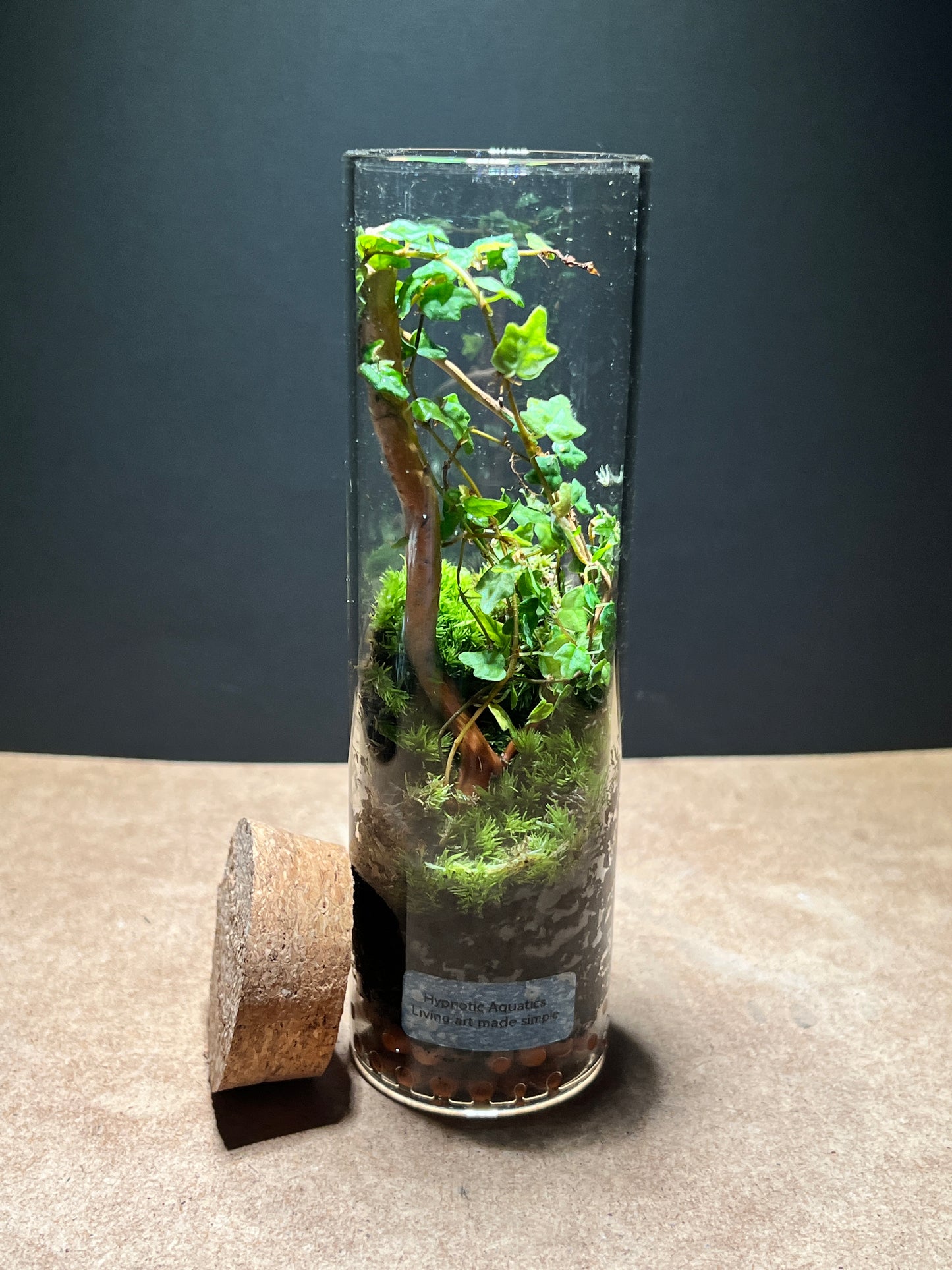 Terrarium 497