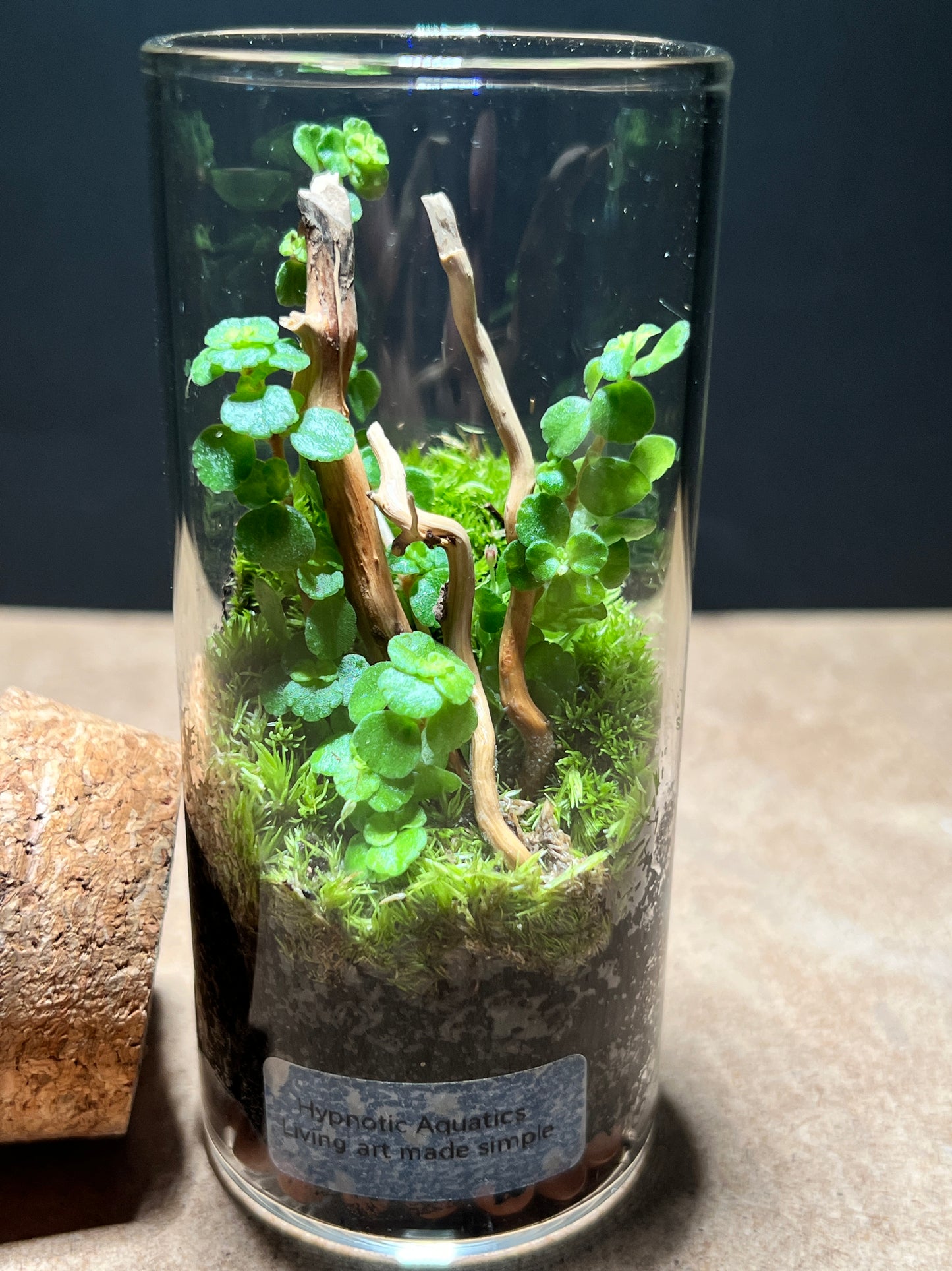 Terrarium 498