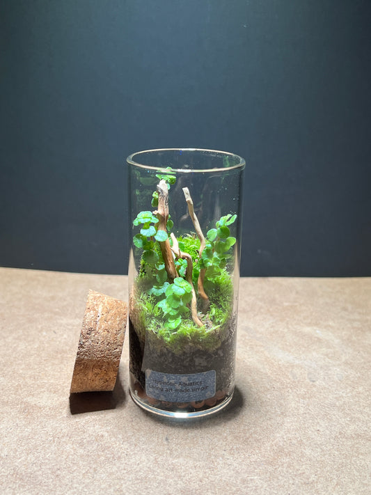 Terrarium 498