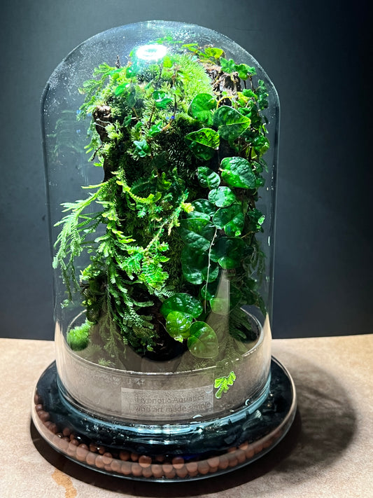 Terrarium 500