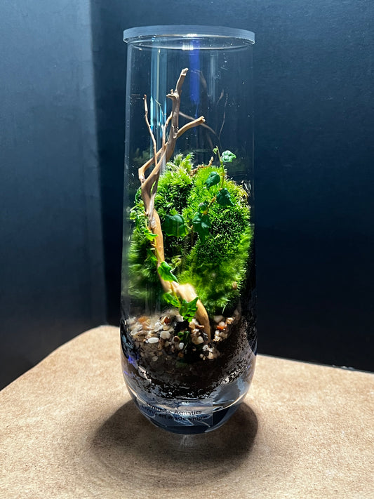 Terrarium 542