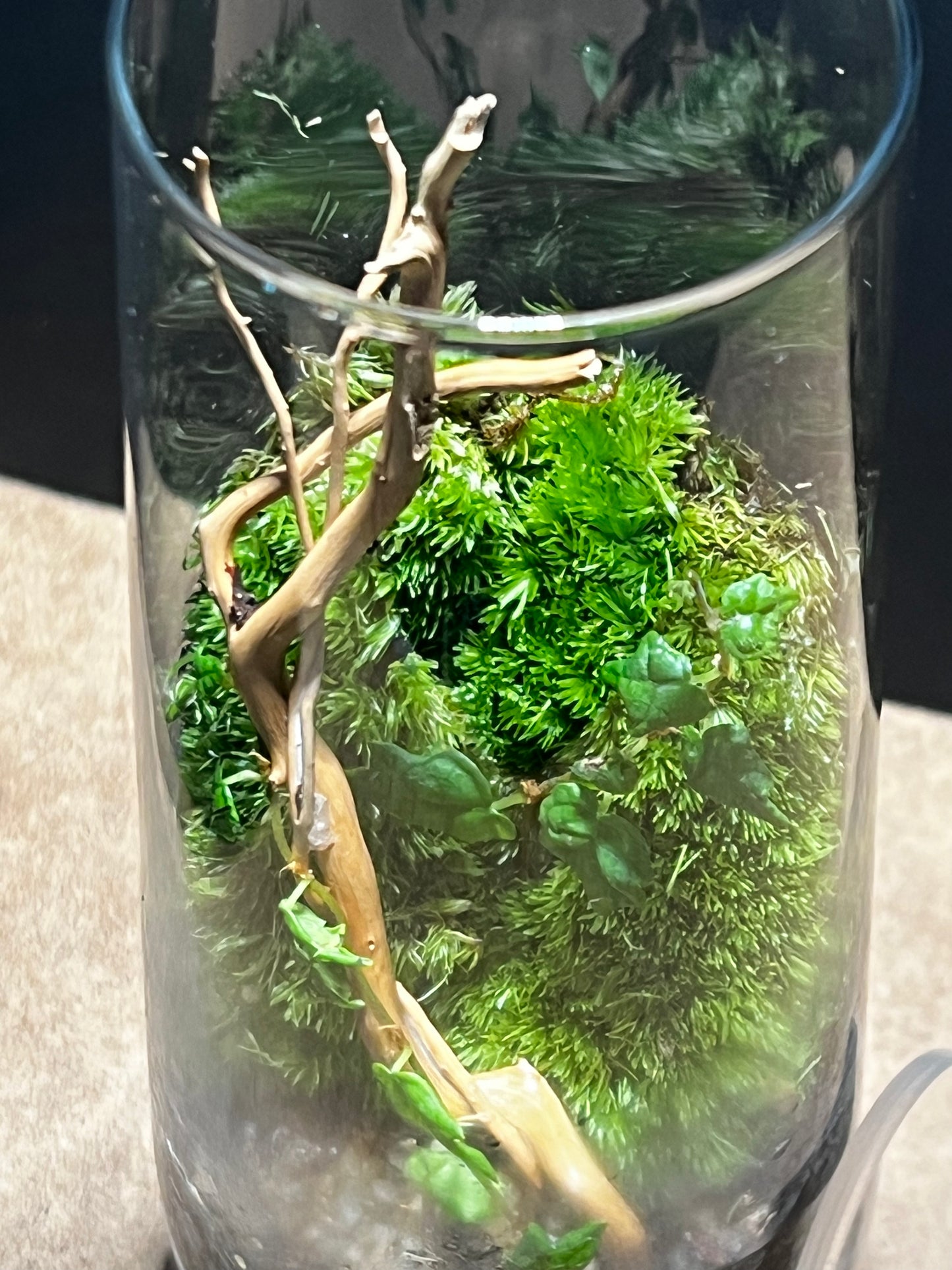 Terrarium 542