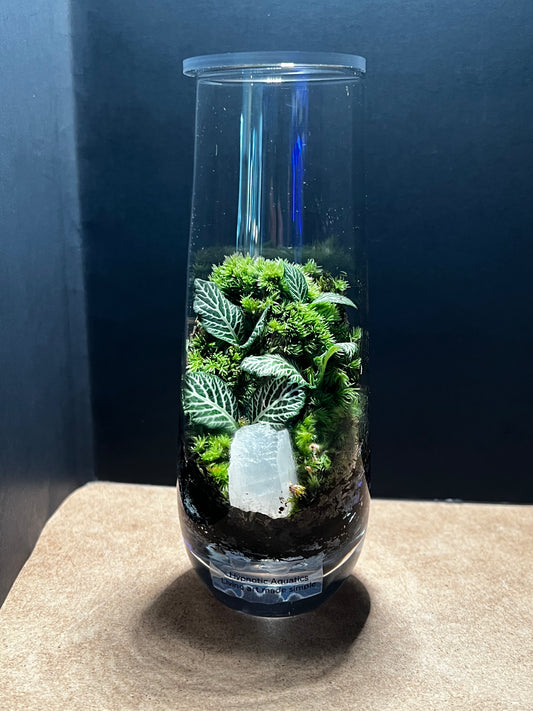 Terrarium 543