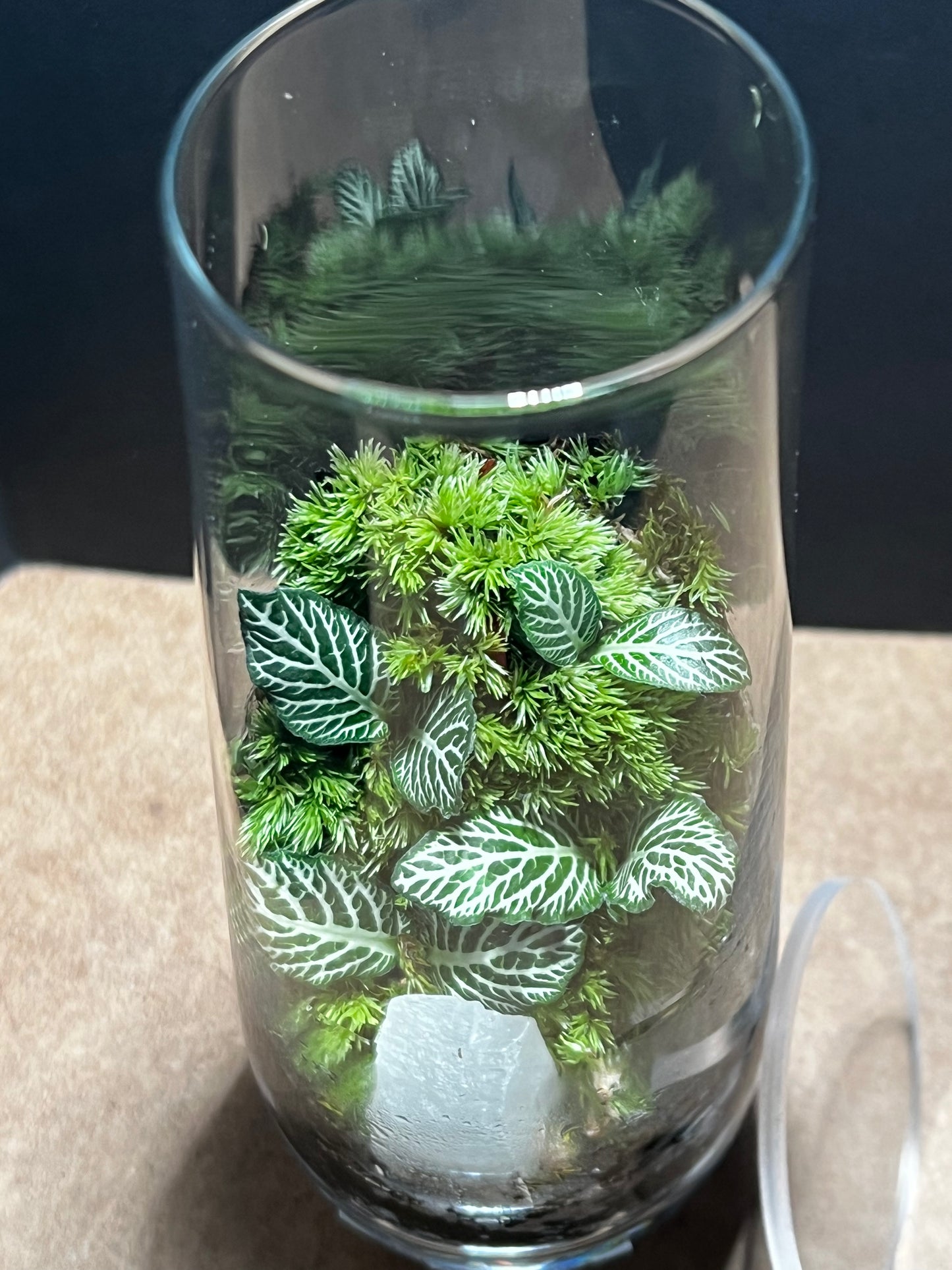 Terrarium 543