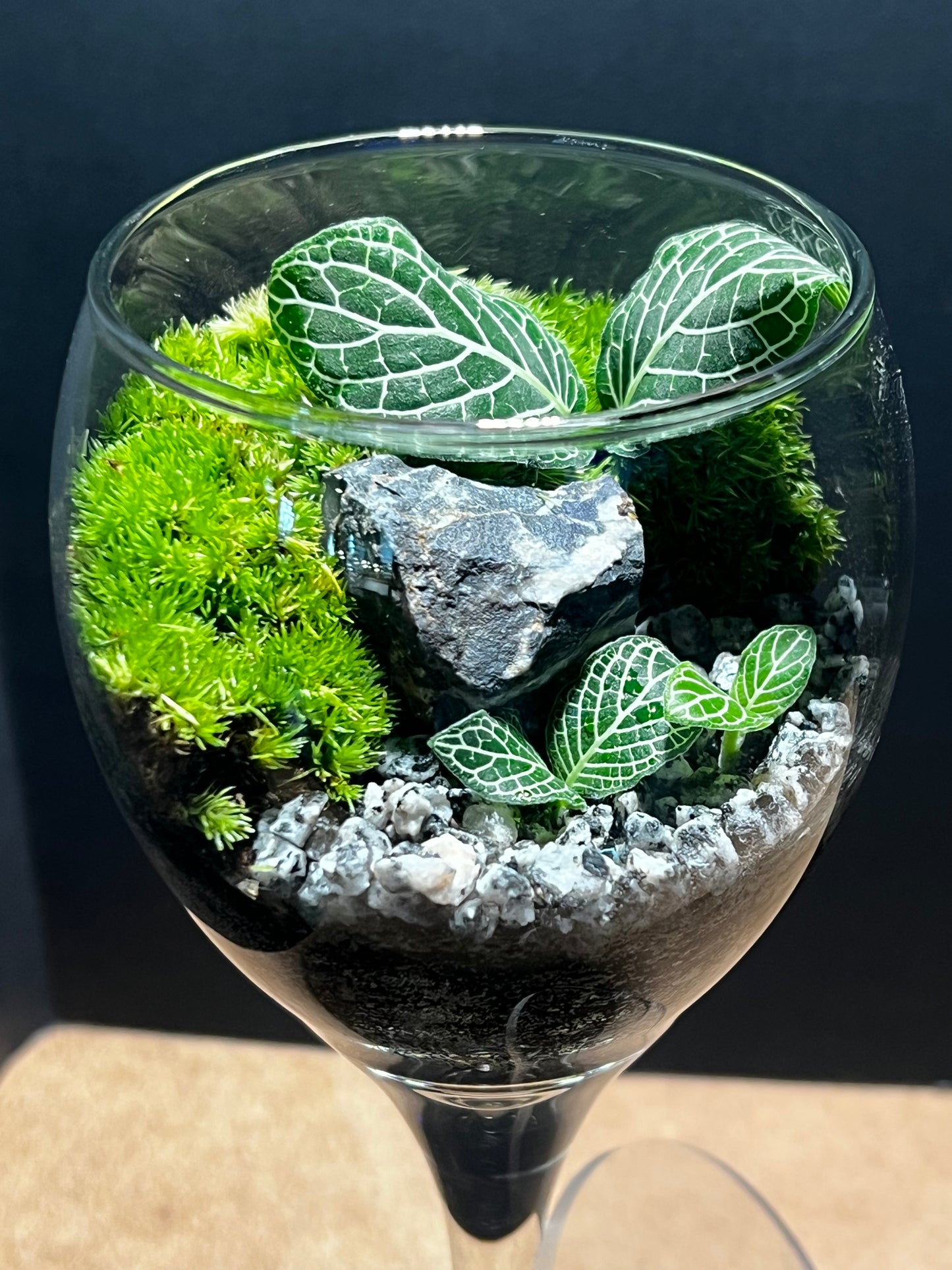 Terrarium 544
