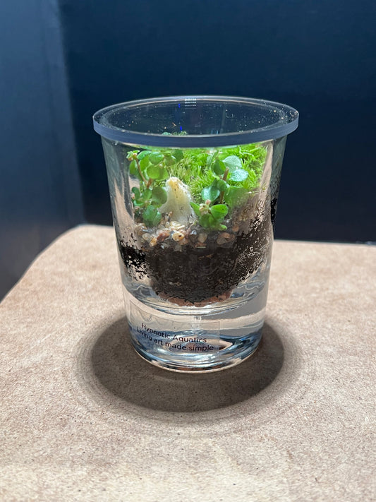 Terrarium 548