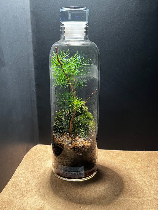 Terrarium 550