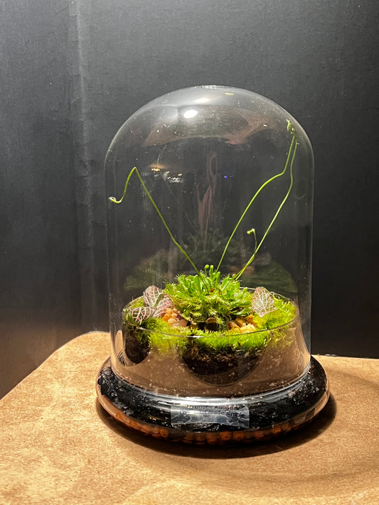 Terrarium 554