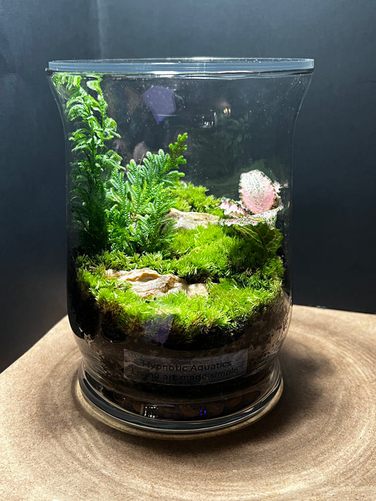 Terrarium 555