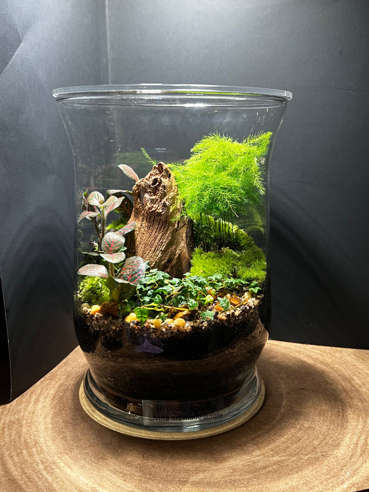 Terrarium 556