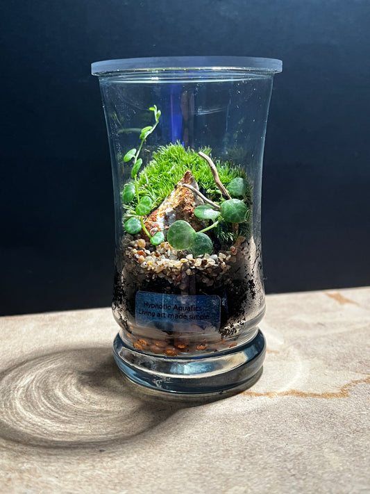 Terrarium 557