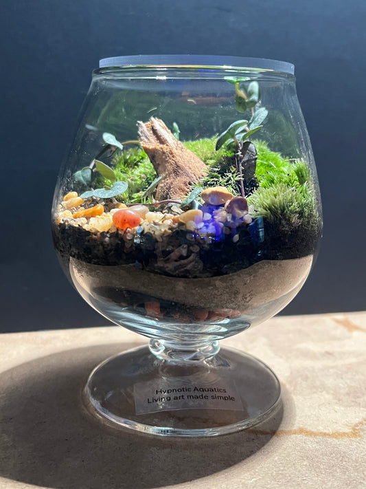 Terrarium 559