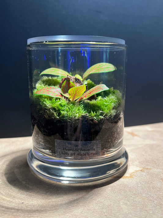 Terrarium 561